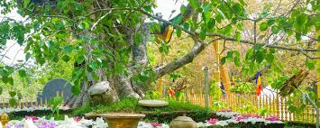 Visit the Sri Maha Bodhi Tree